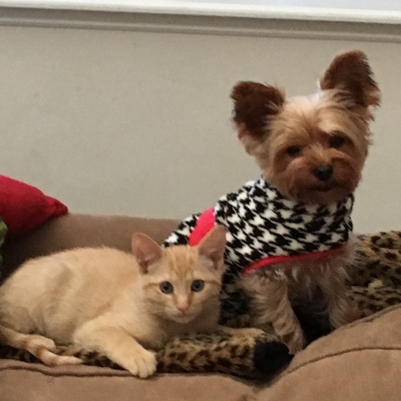 Meet your Posher, Alicia - Picture 2 of 2